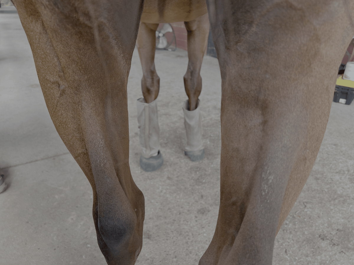 Rain Rot in Horses - Why Some Horses Are More Susceptible - Purely Equines