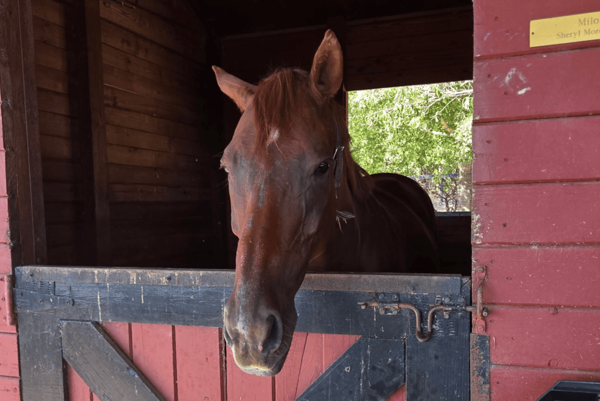 What Is Rain Rot in Horses? Signs, Causes & What to Do - Purely Equines