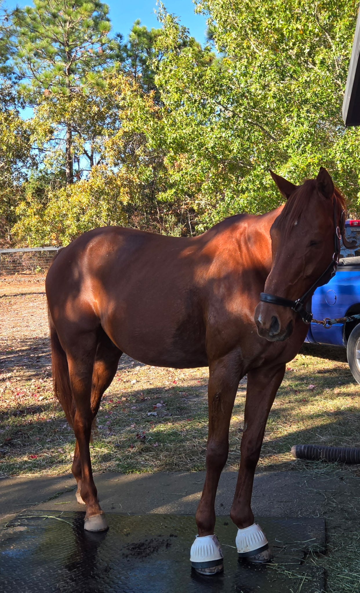 Brown horse with white socks standing on a dirt path with trees in the background