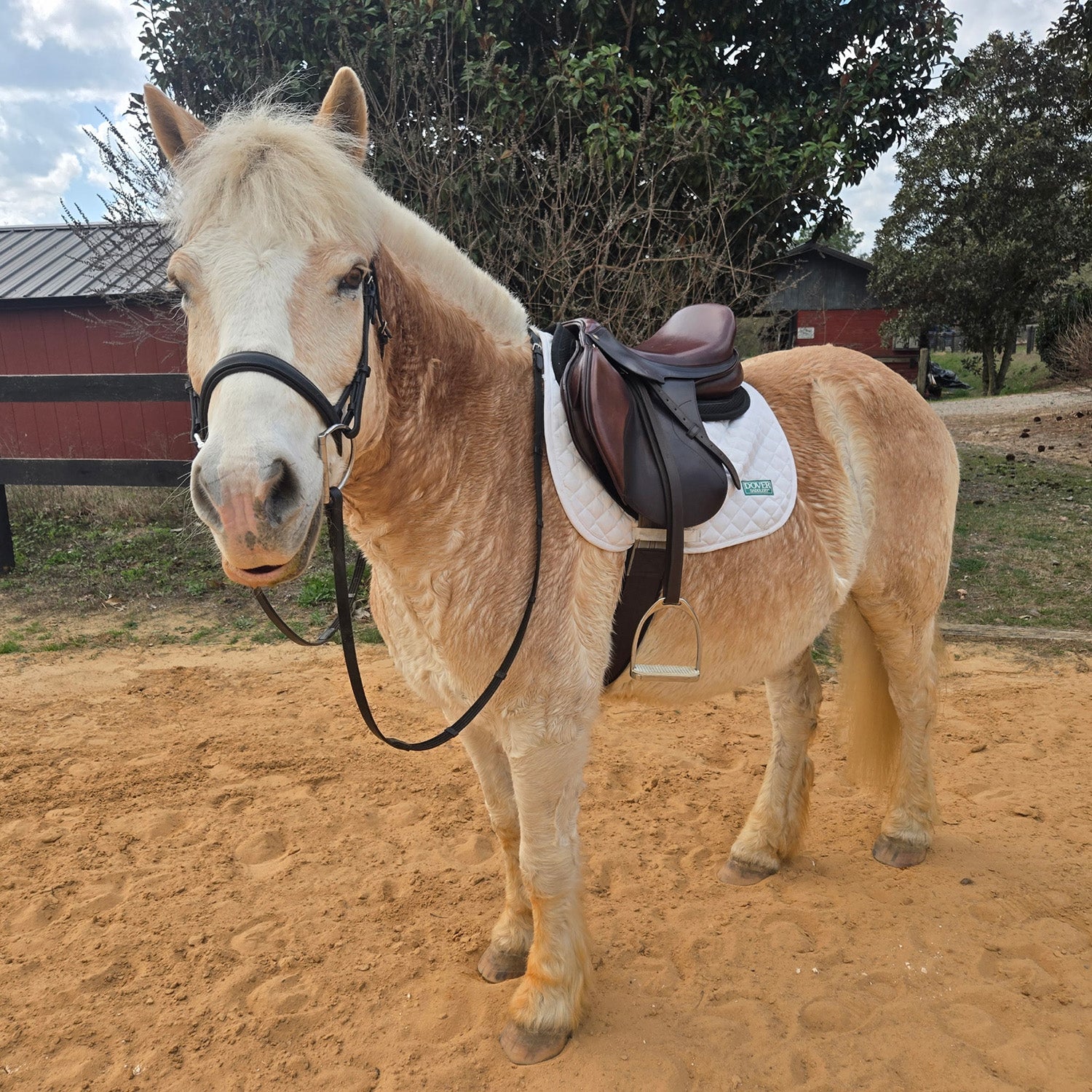 Horse with a saddle on a dirt ground with trees and a building in the background