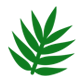 Green leaf on a white background