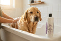 Purely Equines All-Natural Healing Shampoo for Dogs - Purely Equines-Purely Equines