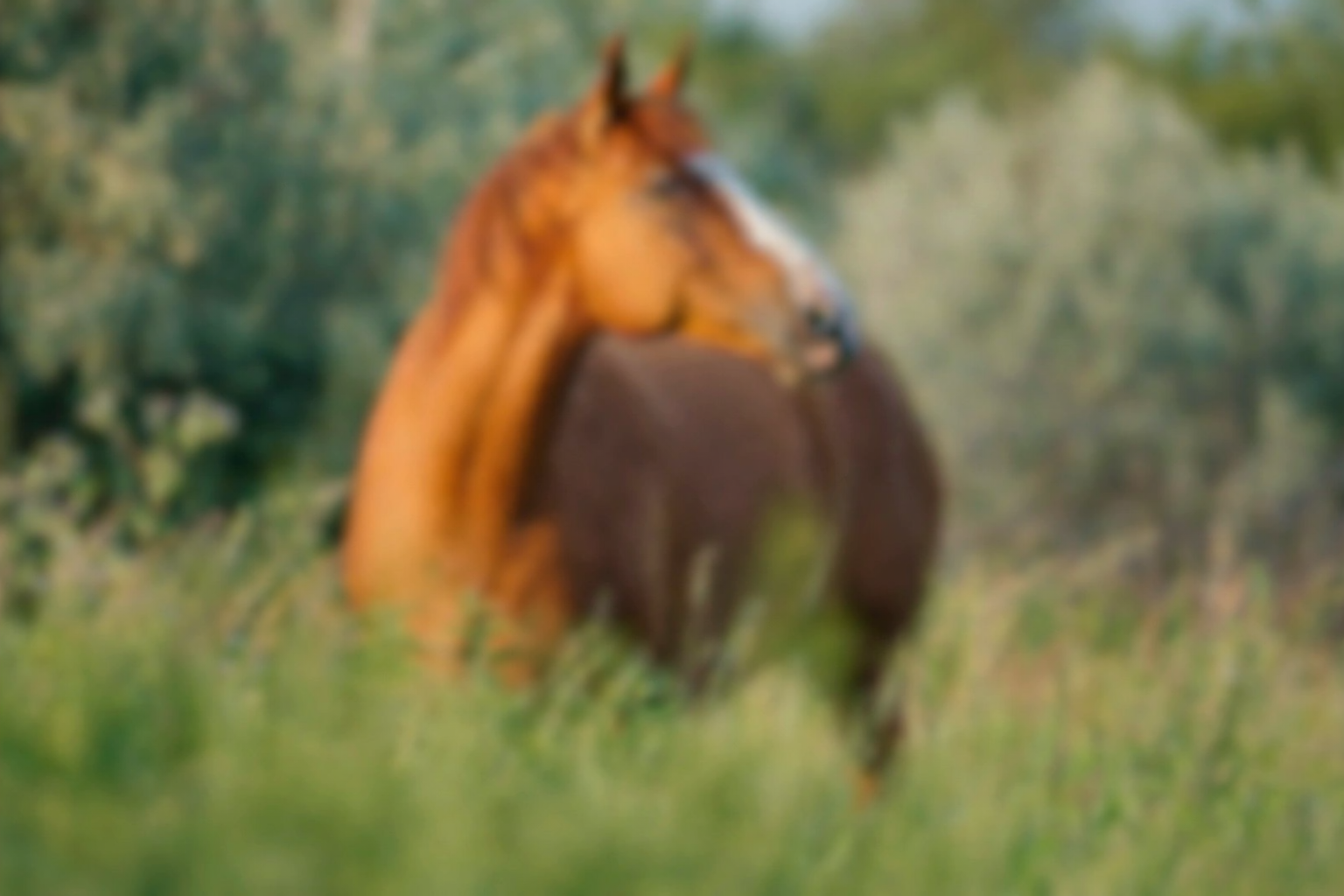 Horse in a grassy field with blurred background