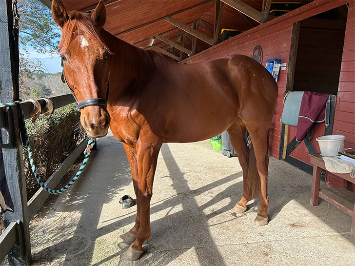 Brown horse standing in front of a stable door with a red stable in the background.