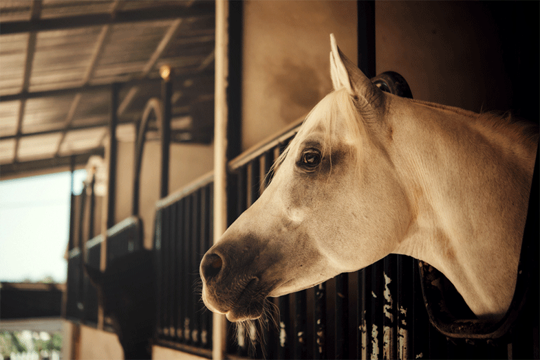Image of a white horse and a black horse inside a barn